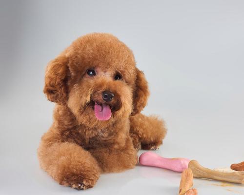 探秘泰迪——一只可爱的小熊犬（泰迪是什么？它可以做什么？）