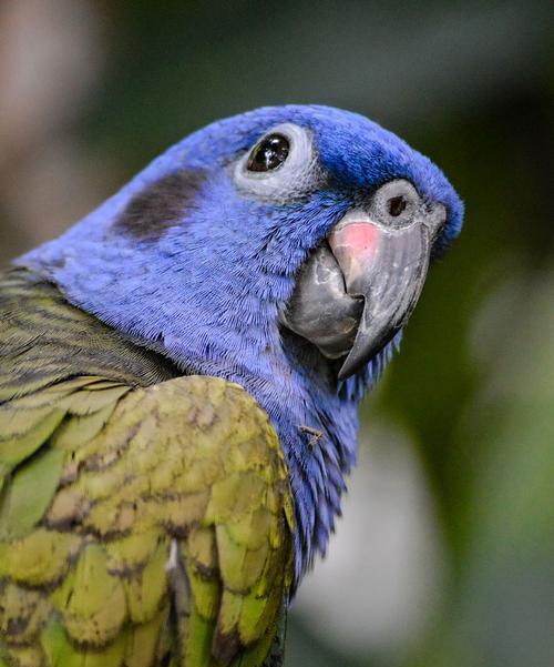 鹦鹉类鸟的品种与特点（探索鹦鹉类鸟的多样性及迷人之处）