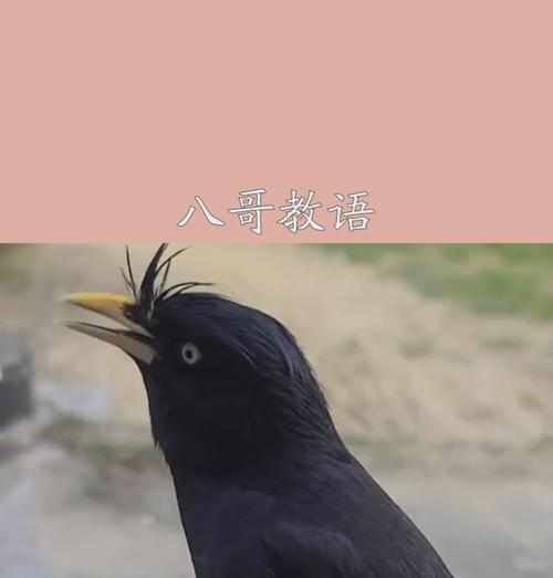 以八哥学说话（八哥学说话的时间成本与学习效率）