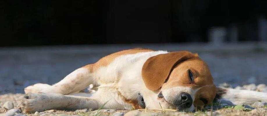 小奶狗的睡眠时间究竟有多长？（揭秘小奶狗的睡眠习惯及其对健康的影响）