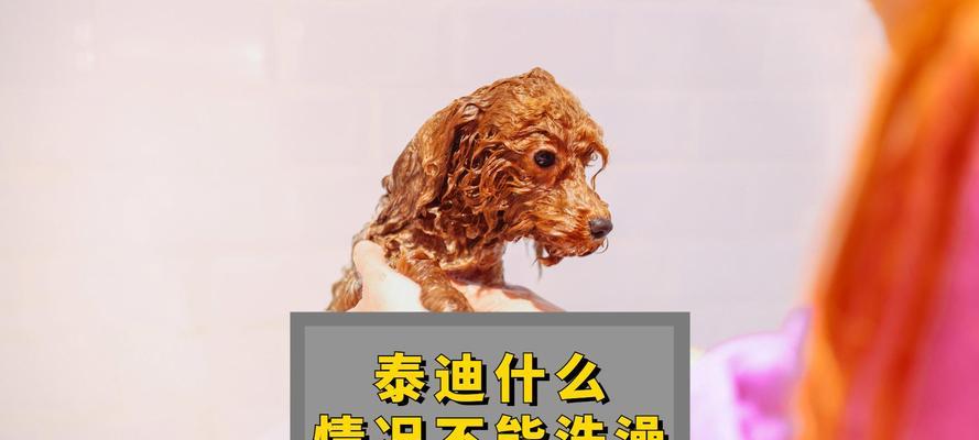 泰迪洗澡的频率与注意事项（泰迪洗澡的最佳频率和正确方法，让你的宠物保持清洁与健康）