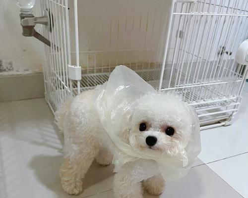 家养宠物的乐趣与责任（从一只小宠物开始，与他共同成长）