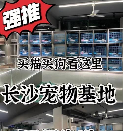 拉布拉多犬的价格（探究拉布拉多犬的市场价格和价值）