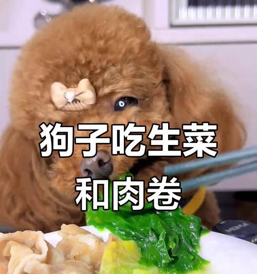 以泰迪为主题的万物奇趣（探索泰迪的多彩世界）