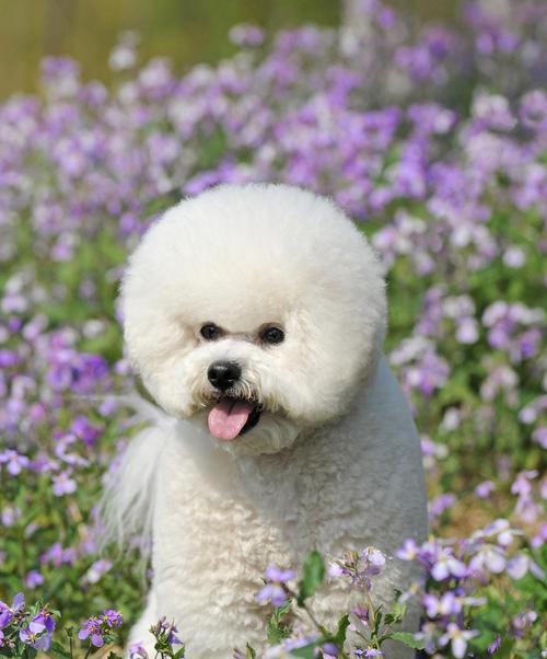 比熊犬（探索比熊犬的外貌、性格和养护之道）