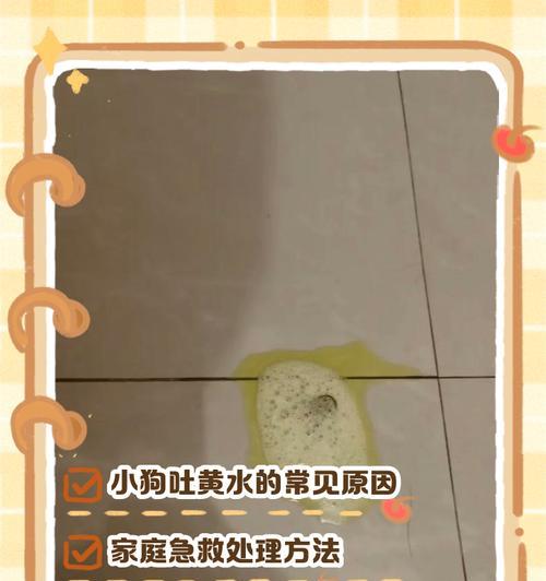 狗呕吐的常见原因及处理方法（了解狗呕吐的原因，为你的爱犬提供正确的帮助）