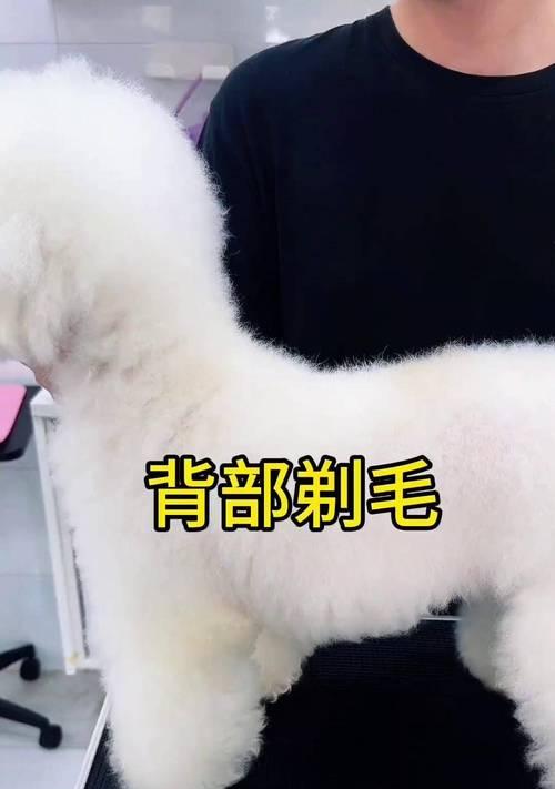 泰迪狗的理想剪毛时间（如何掌握泰迪狗剪毛的最佳时机）