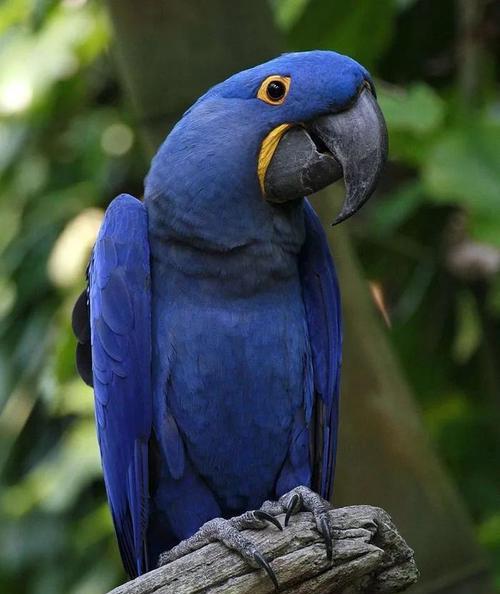 普通鹦鹉的特点与习性（了解普通鹦鹉的生活习性和特点，与其建立深入的联系）