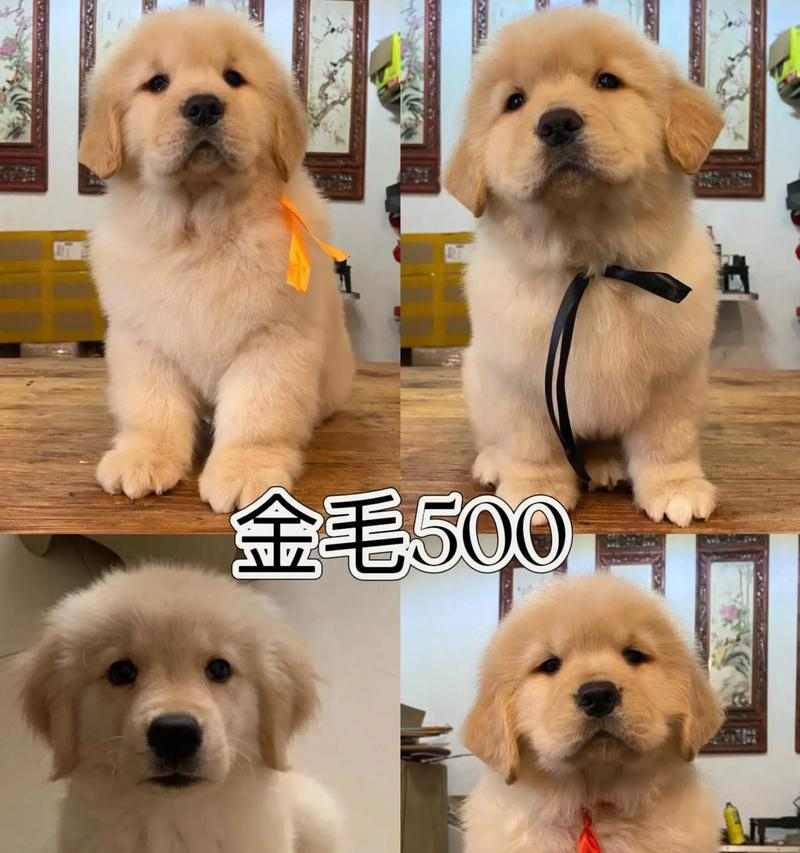 金毛寿命与长寿秘诀（揭秘金毛犬的寿命长短与健康管理方法）