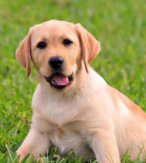 选择适合养的小型狗狗品种（如何选择合适的小型狗狗作为宠物伴侣）