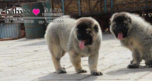 高加索地区的防疫针接种情况及挑战（探究高加索地区的主要防疫针种类和影响因素）