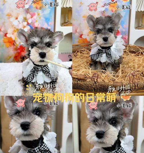 短尾狗——身披与众不同的独特魅力（探索短尾狗的奇妙世界，解析尾巴背后的故事）