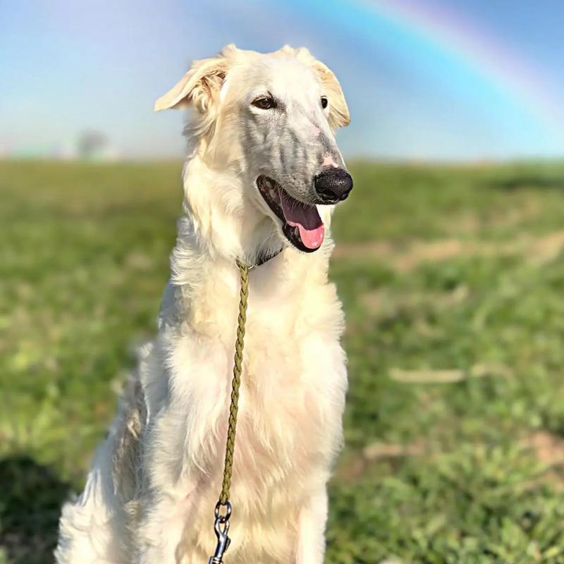 格力犬的魅力与特点（探索格力犬的品种多样性及适应性）