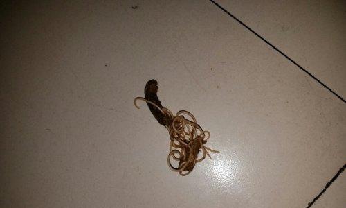 狗狗驱虫（揭开狗狗体内寄生虫的面纱）