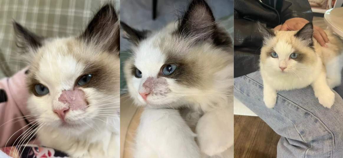 猫癣用什么药有效?