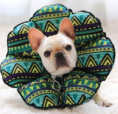 狗狗耳朵长癣掉毛应该怎么处理?