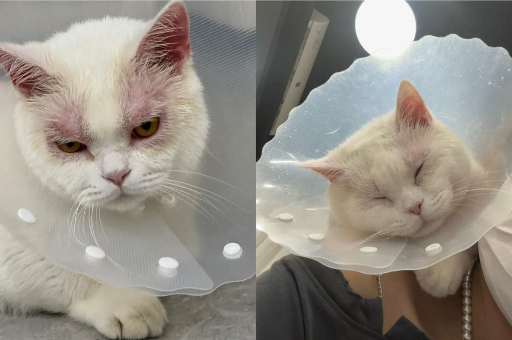 猫咪眼皮红肿掉毛