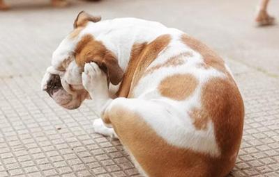 狗狗身上发红发痒掉毛，到底应该怎么处理？