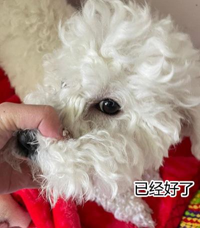 狗狗眼睛周围脱毛红肿溃烂？小心蠕形螨