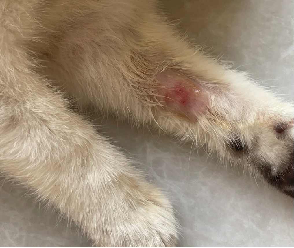 猫的猫癣溃烂了还有救吗？