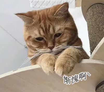 狗狗眼睛周围脱毛红肿溃烂？小心蠕形螨