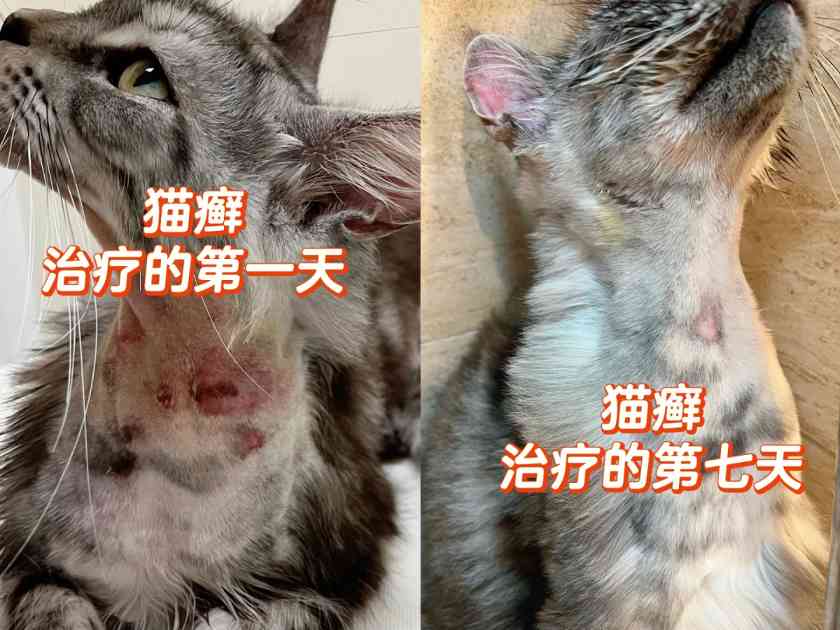 猫的猫癣溃烂怎么治？