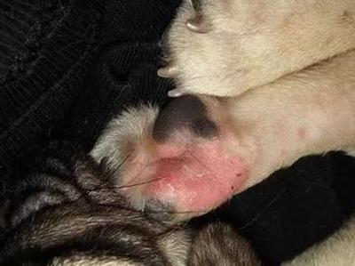 狗狗爪子真菌感染怎么办？