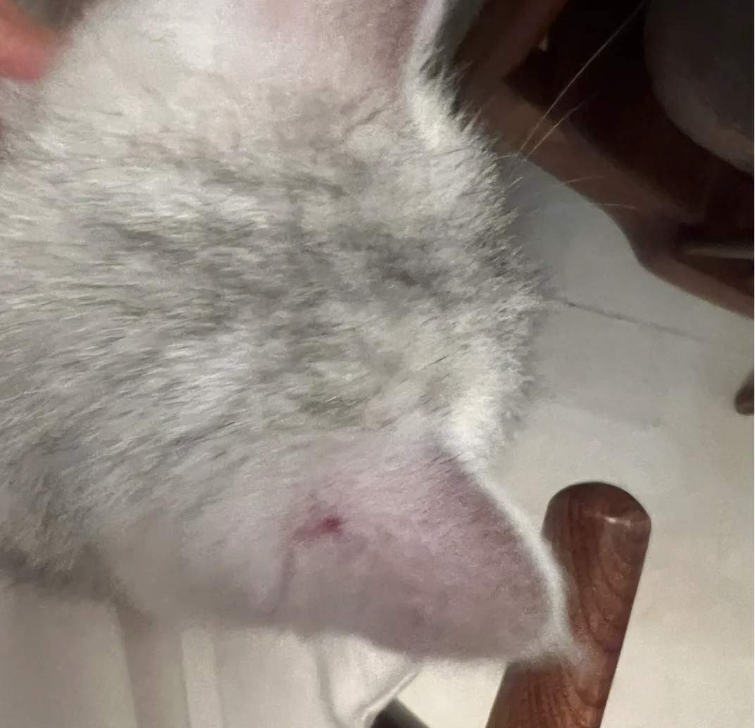 猫咪耳朵长癣掉毛自治攻略，包含用药和详细处理步骤