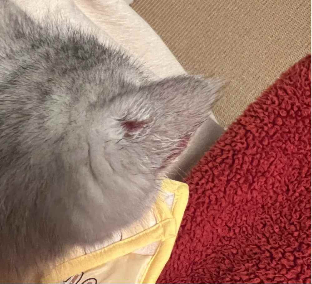 猫咪耳朵掉毛是怎么回事？