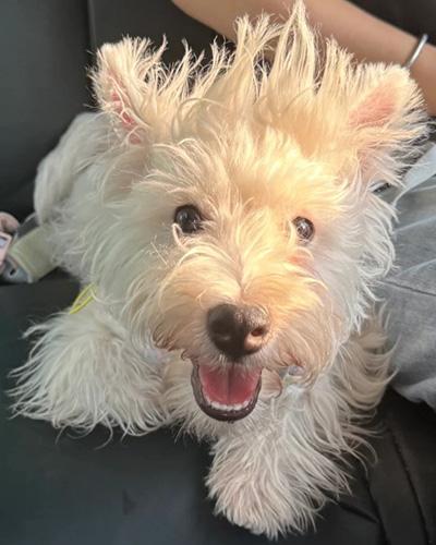 狗狗爪子真菌感染怎么办？