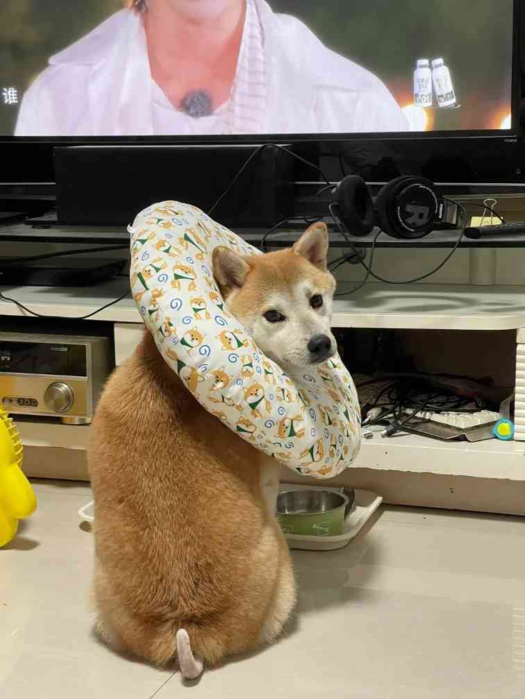 狗狗尾巴溃烂怎么处理？狗狗皮肤病治疗经验分享