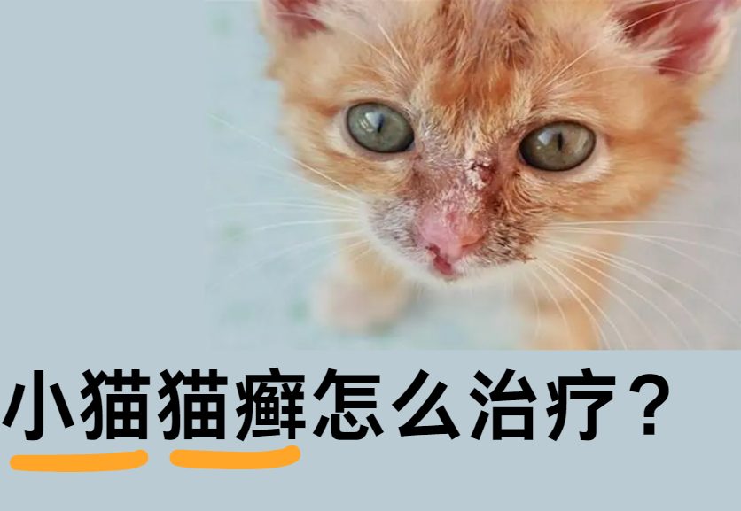 小猫猫癣怎么治疗？用什么药有效？