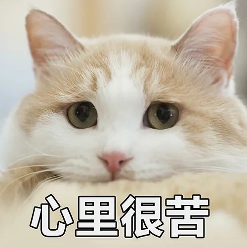 猫咪老是把肚子的毛舔秃了是怎么回事？