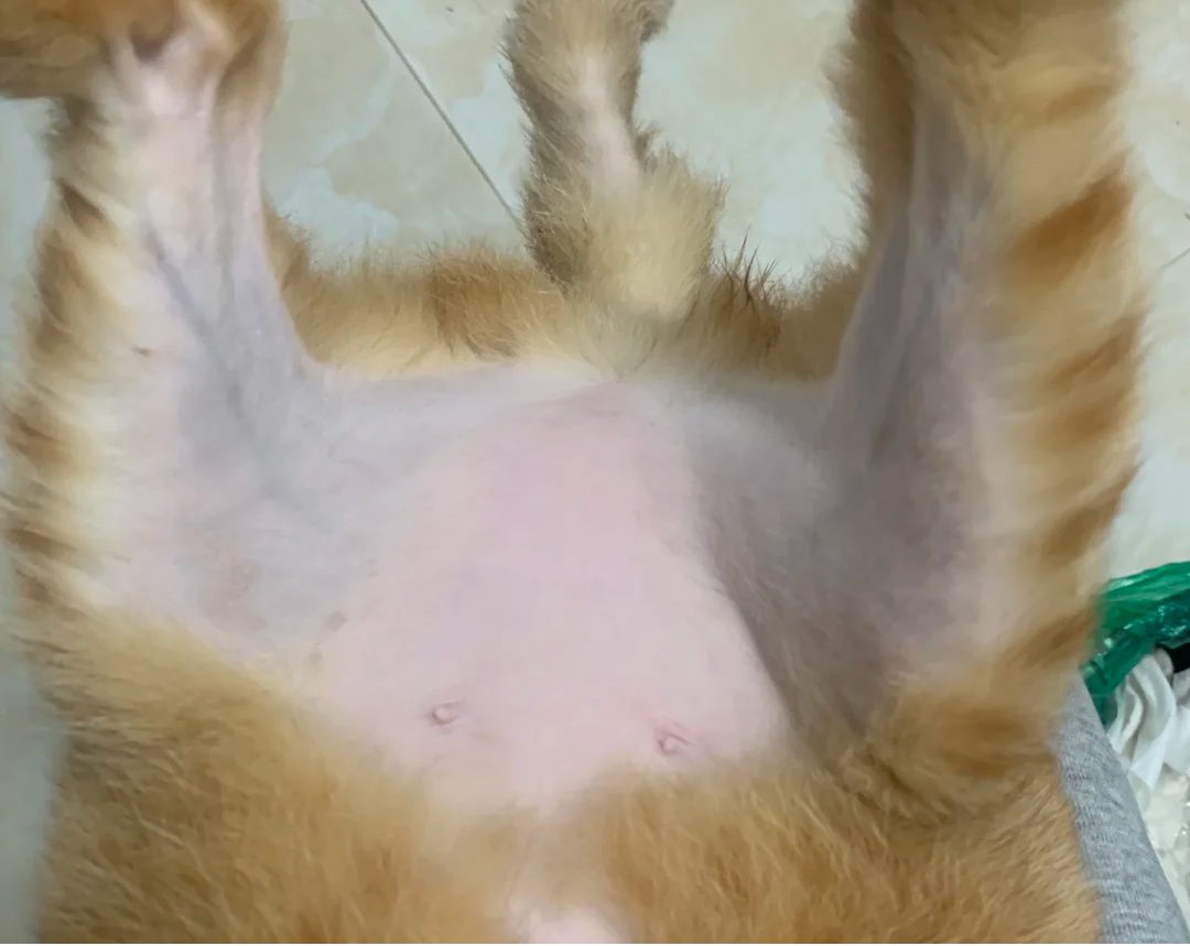 猫咪老是把肚子的毛舔秃了是怎么回事？