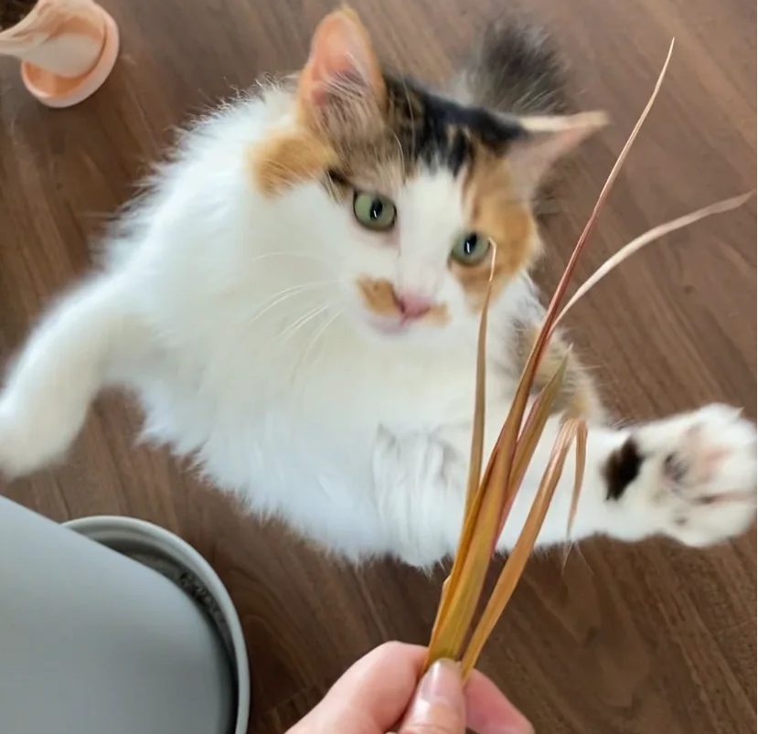 猫咪过度舔毛怎么办？