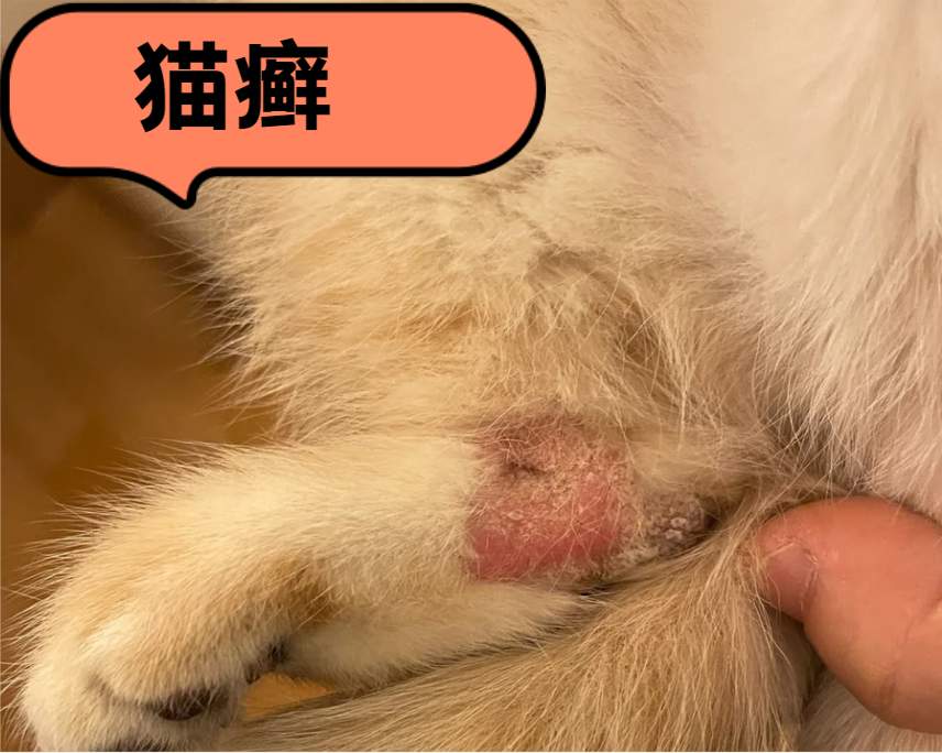 猫皮肤病用什么药？猫咪常见皮肤病及用药方案