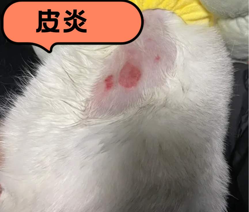 猫咪皮肤病用什么药?