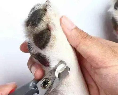 狗狗断血线的频率与注意事项（探讨狗狗断血线的最佳时机和细节关注）