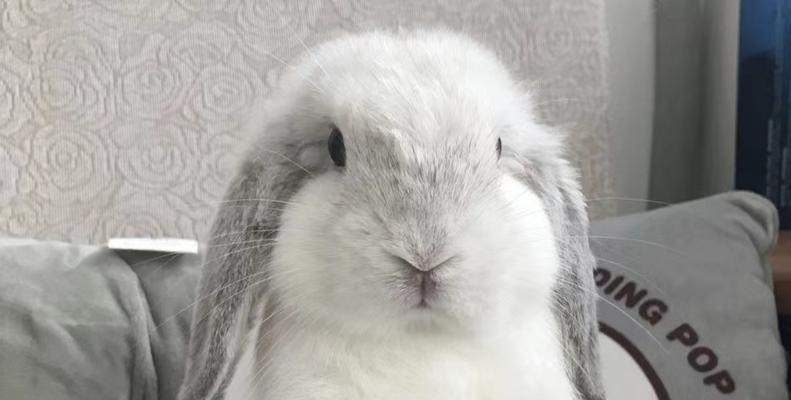 垂耳兔的成长周期研究（以垂耳兔多久能长大为主题的生物学调查）