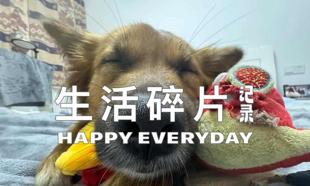 狗狗洗澡的最佳时间和频率（了解狗狗洗澡的最佳时间和频率，让你的宠物保持干净与健康）