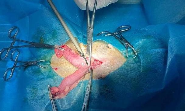 母犬绝育的最佳时机（了解适合绝育的母犬年龄和时机）