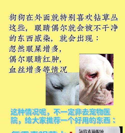 宠物狗常见的重疾病及预防措施（宠物狗主人必读，了解宠物狗常见重疾病的防治方法！）