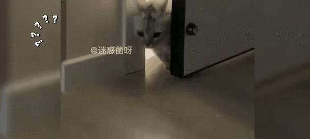 猫咪的语言奇遇（如果猫咪可以说话，它们会如何表达自己？）