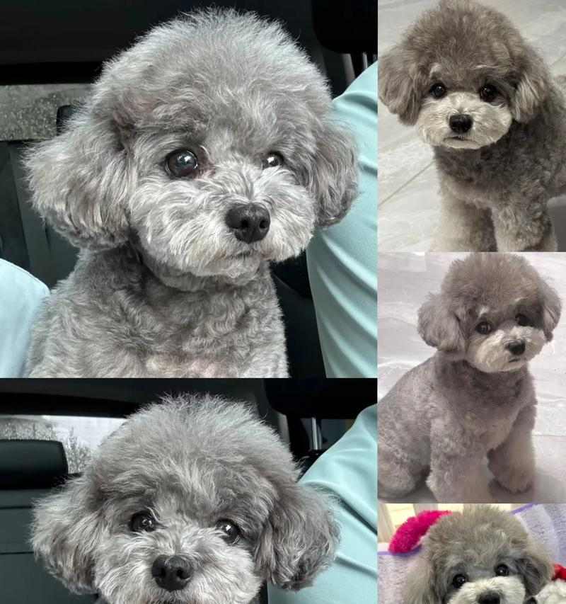 泰迪狗断奶时间的重要性（了解泰迪狗断奶时间的因素及注意事项）