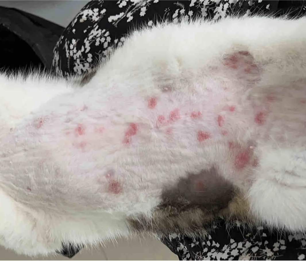 猫咪湿疹结痂怎么办?