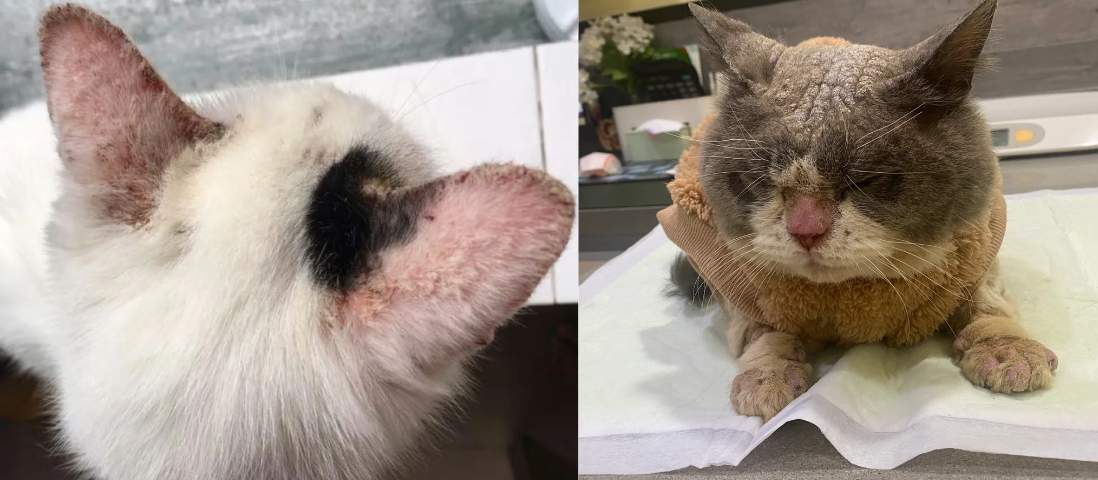 猫身上有螨虫的症状