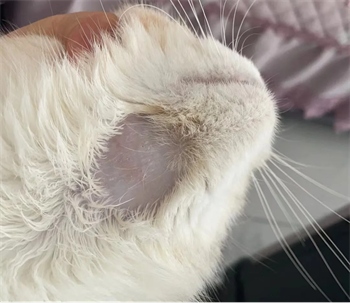 猫咪下巴底下秃了一块，皮肤红红的怎么回事？