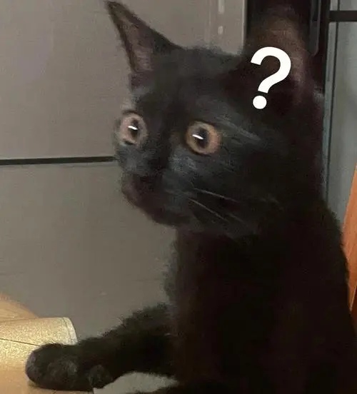 为何猫咪反复得猫癣？这4个细节你重视了吗？