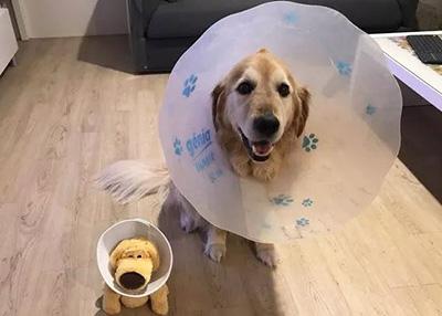 狗狗长癣怎么去除?