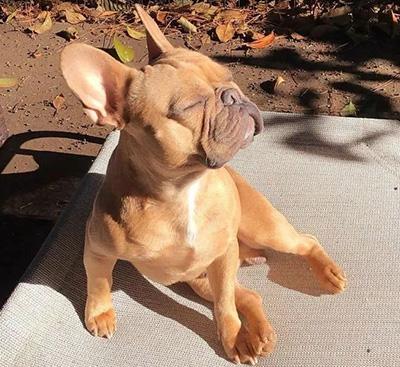 狗狗长癣怎么去除?